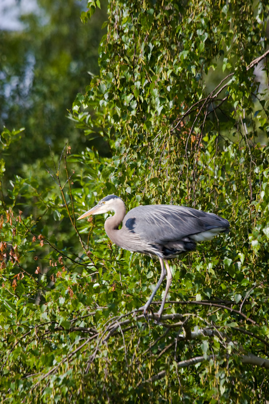 Great Blue Heron